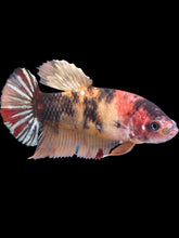 Load image into Gallery viewer, Female Halfmoon Plakat - Nemo Copper #2188 - Live Betta Fish
