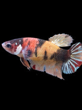 Load image into Gallery viewer, Female Halfmoon Plakat - Nemo Copper #2188 - Live Betta Fish
