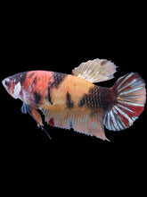 Load image into Gallery viewer, Female Halfmoon Plakat - Nemo Copper #2188 - Live Betta Fish
