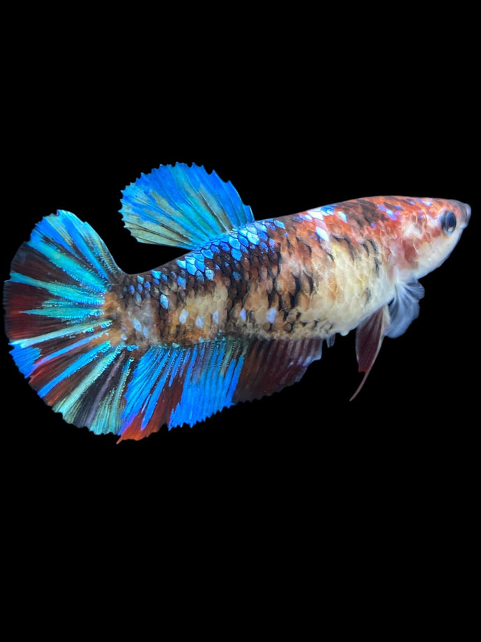 GIANT Female Halfmoon - Galaxy #2189 Live Betta Fish