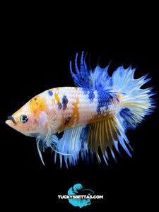 Male Crowntail Plakat - Candy #218 - Live Betta Fish