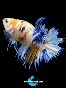 Male Crowntail Plakat - Candy #218 - Live Betta Fish