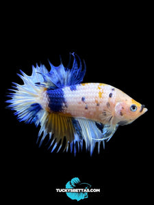 Male Crowntail Plakat - Candy #218 - Live Betta Fish