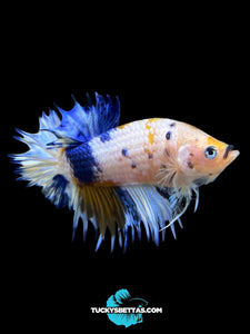 Male Crowntail Plakat - Candy #218 - Live Betta Fish