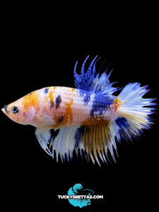 Male Crowntail Plakat - Candy #218 - Live Betta Fish