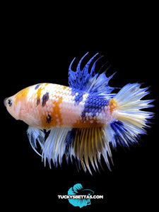 Male Crowntail Plakat - Candy #218 - Live Betta Fish