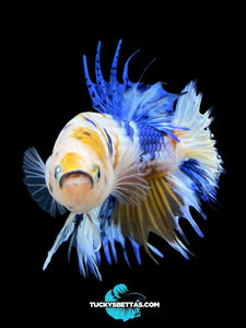 Male Crowntail Plakat - Candy #218 - Live Betta Fish