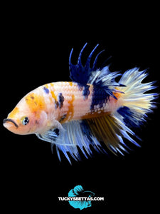 Male Crowntail Plakat - Candy #218 - Live Betta Fish