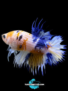 Male Crowntail Plakat - Candy #218 - Live Betta Fish