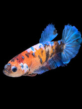 Load image into Gallery viewer, GIANT Female Halfmoon - Galaxy #2190 Live Betta Fish
