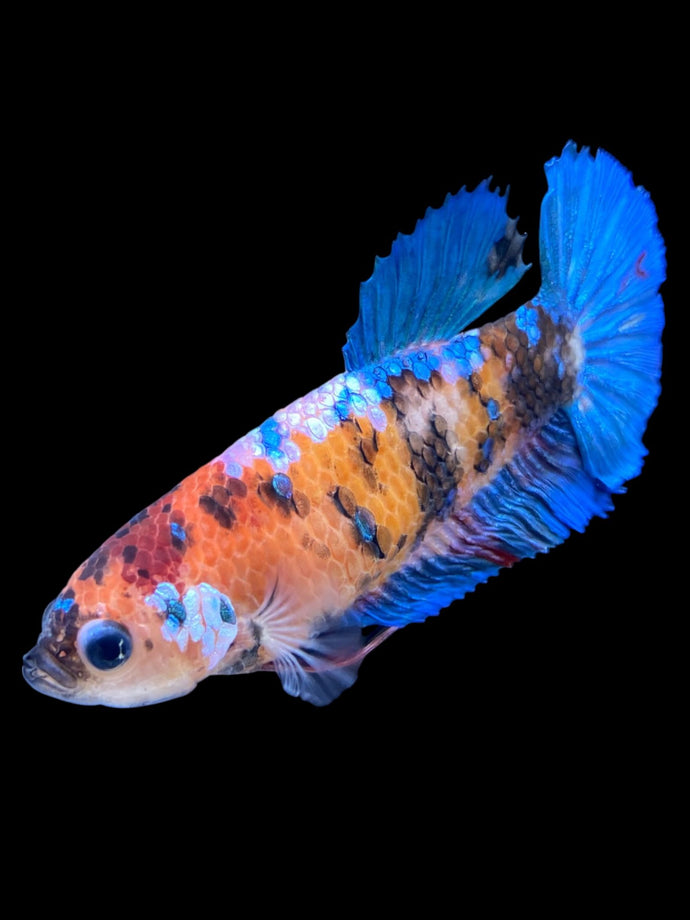 GIANT Female Halfmoon - Galaxy #2190 Live Betta Fish