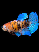 Load image into Gallery viewer, GIANT Female Halfmoon - Galaxy #2190 Live Betta Fish
