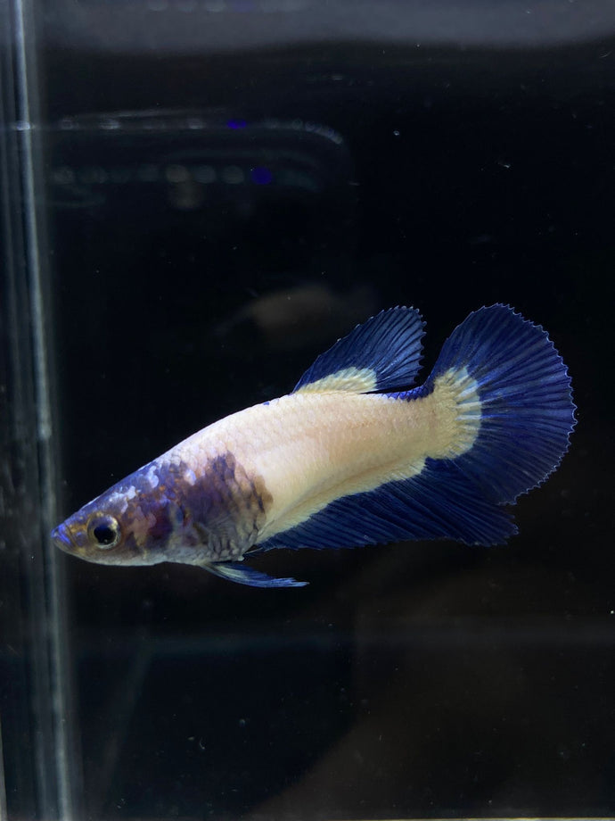 TOP GRADE Female Halfmoon - Blue Rim #2192 - Live Betta Fish