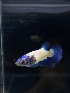 TOP GRADE Female Halfmoon - Blue Rim #2192 - Live Betta Fish