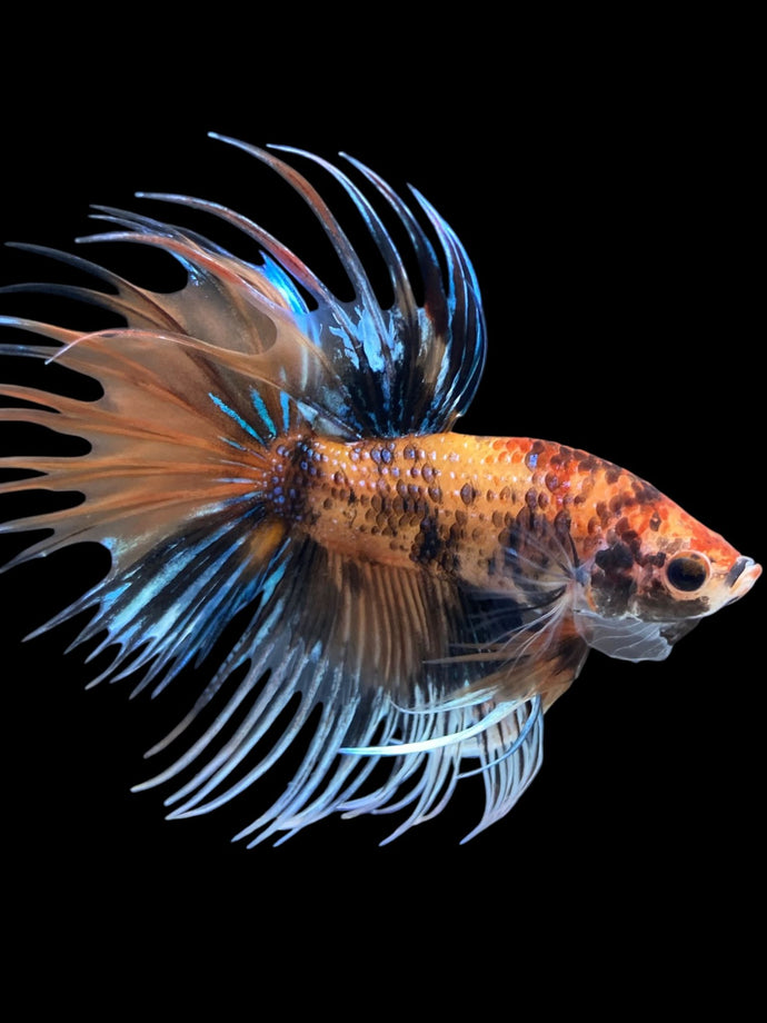 Male Crowntail - Candy #2192 - Live Betta Fish