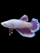 Load image into Gallery viewer, TOP GRADE Female Rosetail - Purple #2193 - Live Betta Fish
