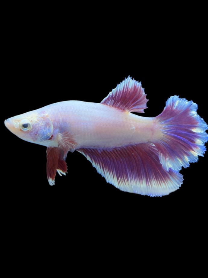 TOP GRADE Female Rosetail - Purple #2193 - Live Betta Fish