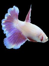 Load image into Gallery viewer, TOP GRADE Female Rosetail - Purple #2193 - Live Betta Fish
