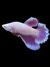 Load image into Gallery viewer, TOP GRADE Female Rosetail - Purple #2193 - Live Betta Fish
