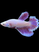 Load image into Gallery viewer, TOP GRADE Female Rosetail - Purple #2193 - Live Betta Fish
