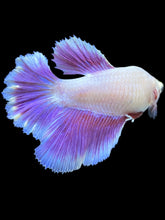 Load image into Gallery viewer, TOP GRADE Female Rosetail - Purple #2193 - Live Betta Fish

