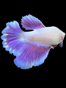 TOP GRADE Female Rosetail - Purple #2193 - Live Betta Fish