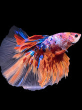 Load image into Gallery viewer, Male Halfmoon - Multicolor #2194 - Live Betta Fish
