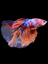 Load image into Gallery viewer, Male Halfmoon - Multicolor #2194 - Live Betta Fish
