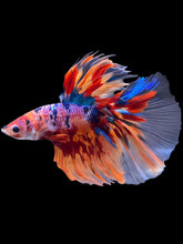 Load image into Gallery viewer, Male Halfmoon - Multicolor #2194 - Live Betta Fish
