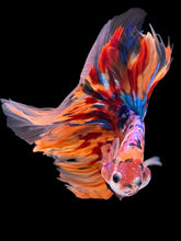 Load image into Gallery viewer, Male Halfmoon - Multicolor #2194 - Live Betta Fish

