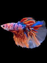 Load image into Gallery viewer, Male Halfmoon - Multicolor #2194 - Live Betta Fish

