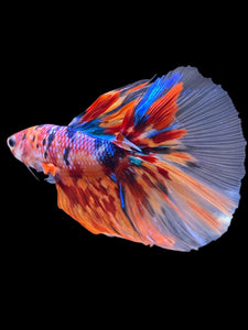 Male Halfmoon - Multicolor #2194 - Live Betta Fish