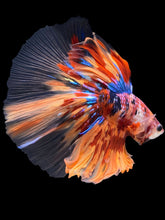 Load image into Gallery viewer, Male Halfmoon - Multicolor #2194 - Live Betta Fish

