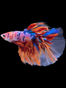 Male Halfmoon - Multicolor #2194 - Live Betta Fish