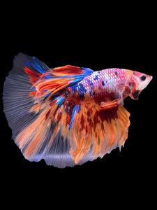 Male Halfmoon - Multicolor #2194 - Live Betta Fish