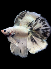 Load image into Gallery viewer, Male Fullmoon - Snow Copper #2195 - Live Betta Fish
