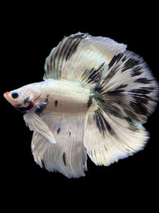 Male Fullmoon - Snow Copper #2195 - Live Betta Fish