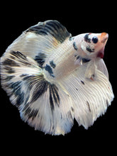 Load image into Gallery viewer, Male Fullmoon - Snow Copper #2195 - Live Betta Fish
