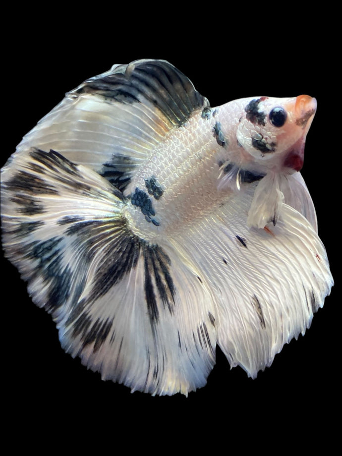 Male Fullmoon - Snow Copper #2195 - Live Betta Fish