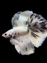 Load image into Gallery viewer, Male Fullmoon - Snow Copper #2195 - Live Betta Fish
