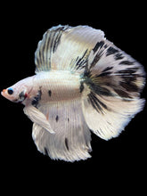 Load image into Gallery viewer, Male Fullmoon - Snow Copper #2195 - Live Betta Fish

