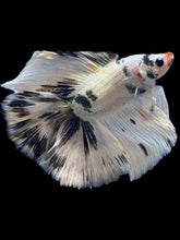 Load image into Gallery viewer, Male Fullmoon - Snow Copper #2195 - Live Betta Fish
