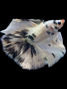 Male Fullmoon - Snow Copper #2195 - Live Betta Fish