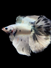 Load image into Gallery viewer, Male Fullmoon - Snow Copper #2195 - Live Betta Fish
