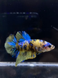 Male Halfmoon Plakat - Yellow Galaxy #2196 - Live Betta Fish