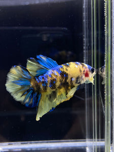 Male Halfmoon Plakat - Yellow Galaxy #2196 - Live Betta Fish