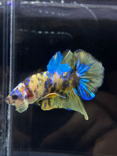 Load image into Gallery viewer, Male Halfmoon Plakat - Yellow Galaxy #2196 - Live Betta Fish
