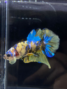 Male Halfmoon Plakat - Yellow Galaxy #2196 - Live Betta Fish