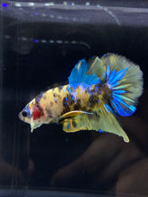 Load image into Gallery viewer, Male Halfmoon Plakat - Yellow Galaxy #2196 - Live Betta Fish
