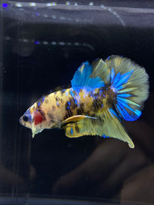 Male Halfmoon Plakat - Yellow Galaxy #2196 - Live Betta Fish